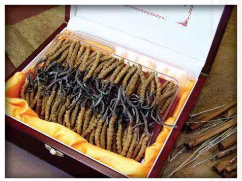 玛曲冬虫夏草回收